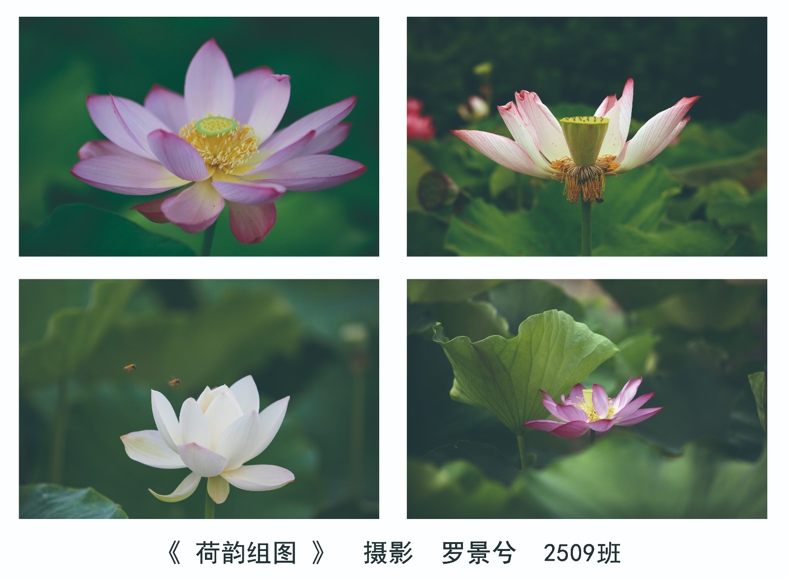 罗景兮.jpg